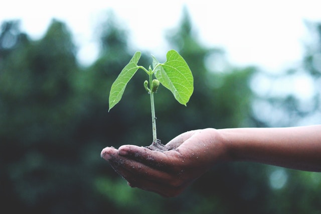 person holding a plant in the hand