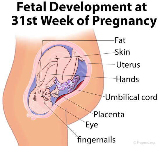 31 Weeks Pregnant Picture